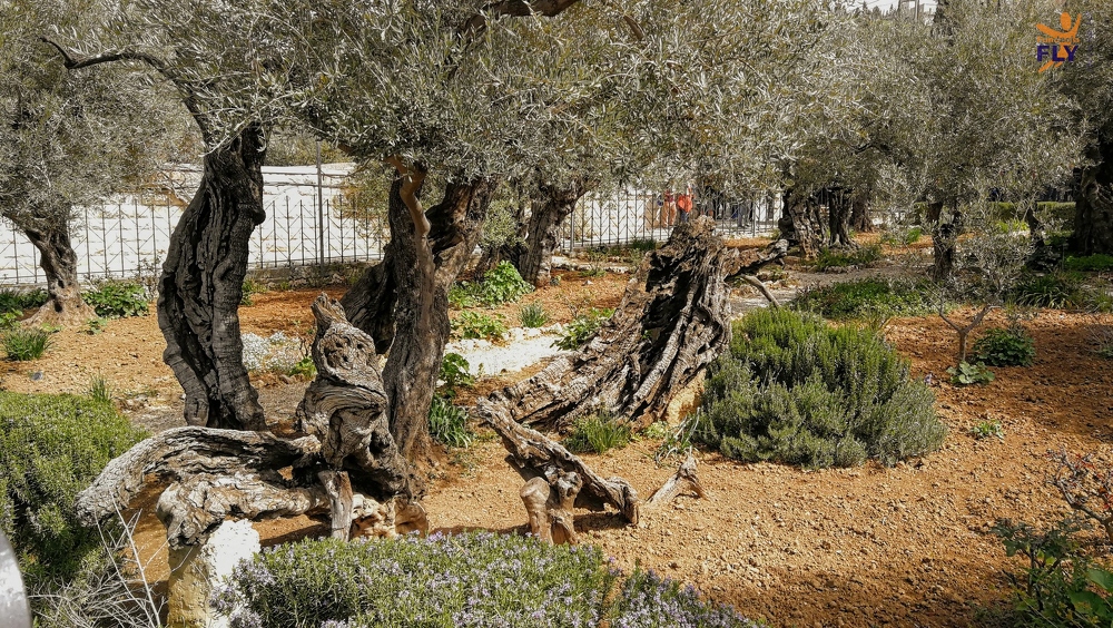 2019-02-25 5 Jerozolima Góra Oliwna Ogród Getsemani 002