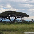 M 2024-01-11 8 PN Amboseli, popołudniowe safari 031