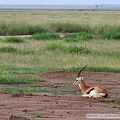 M 2024-01-11 8 PN Amboseli, popołudniowe safari 081