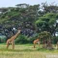 M 2024-01-12 1 PN Amboseli, poranne safari 006
