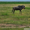 M 2024-01-12 1 PN Amboseli, poranne safari 101